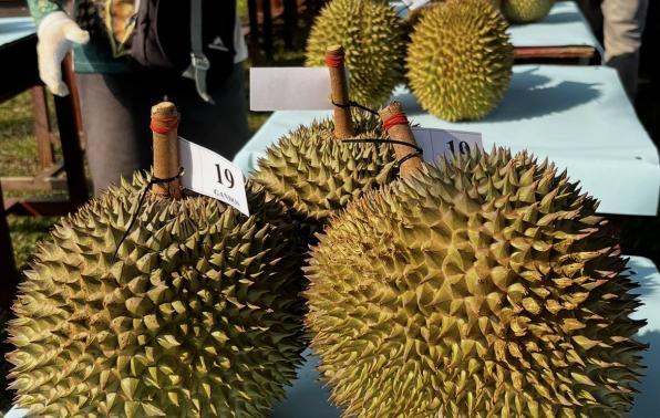 Jerieng Durian Festival Elevates Pelangas to Become Babel’s Top Durian Tourist Attraction